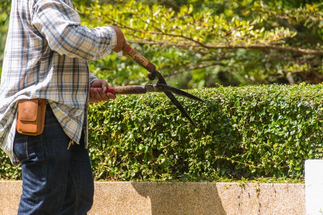 Garden Maintenance Brixton, SW2